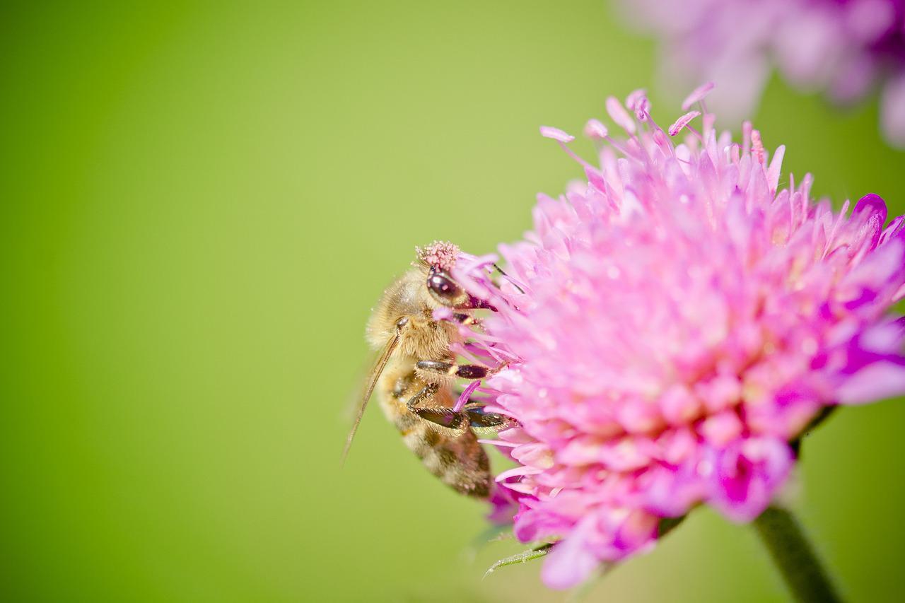 蜂花粉3大實用知識總整理